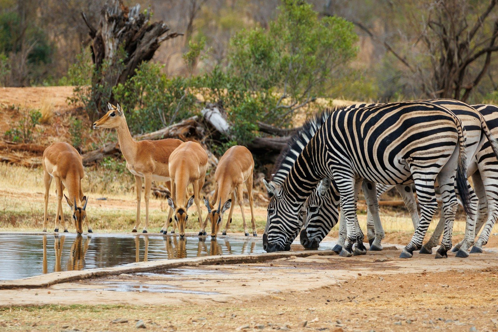 A herd of zebra drinking water from a pond